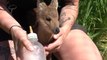 Miniature baby ‘vampire’ deer hand-reared by zookeepers before London move