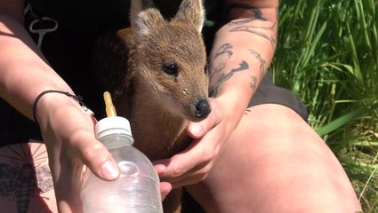 Miniature baby ‘vampire’ deer hand-reared by zookeepers before London move