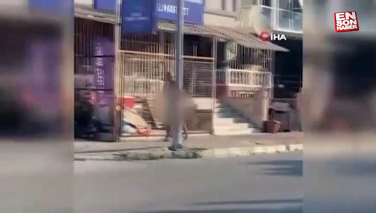 Aydın'da çıplak şekilde sokakta koşan şahıs gözaltına alındı