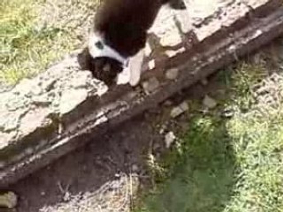 charlie joue dans le jardin