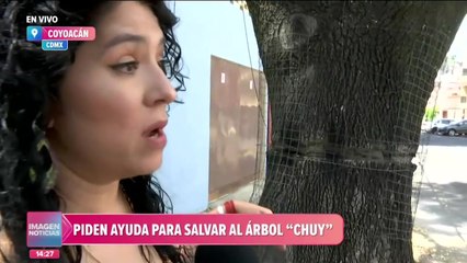 Vecinos piden ayuda para salvar al árbol “Chuy”
