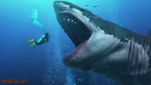 Il Megalodonte potrebbe essere ancora vivo_