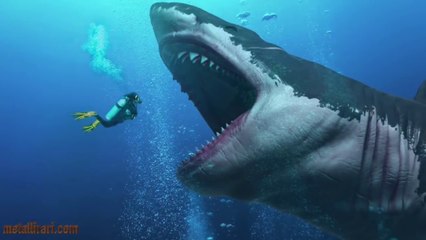 Il Megalodonte potrebbe essere ancora vivo_