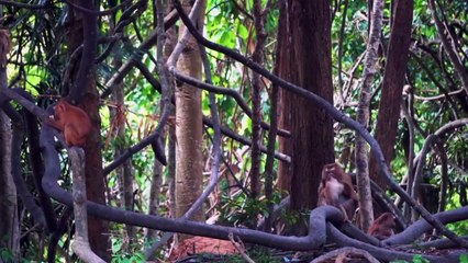 Aktifitas hewan di hutan