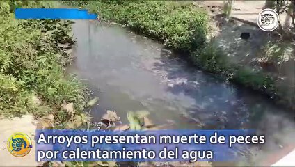 Arroyos presentan muerte de peces por calentamiento del agua