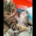 Trending Cat and Dog Videos | Try Not to Laugh at These Funny Cat and Dog Videos Compilation