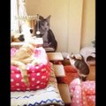 Funny Cute Cats and Dogs | Very Funny Cats and Dogs Moments Compilations