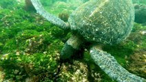 Drifting on the current with gigantic Pacific green sea turtles
