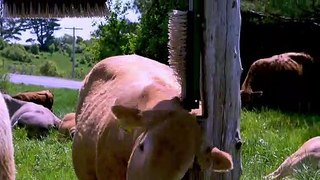 Bossy cow pushes herd mate off to enjoy a good face scratch