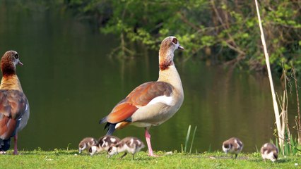 Egyptian Goose Family