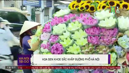 Mùa sen Hà Nội