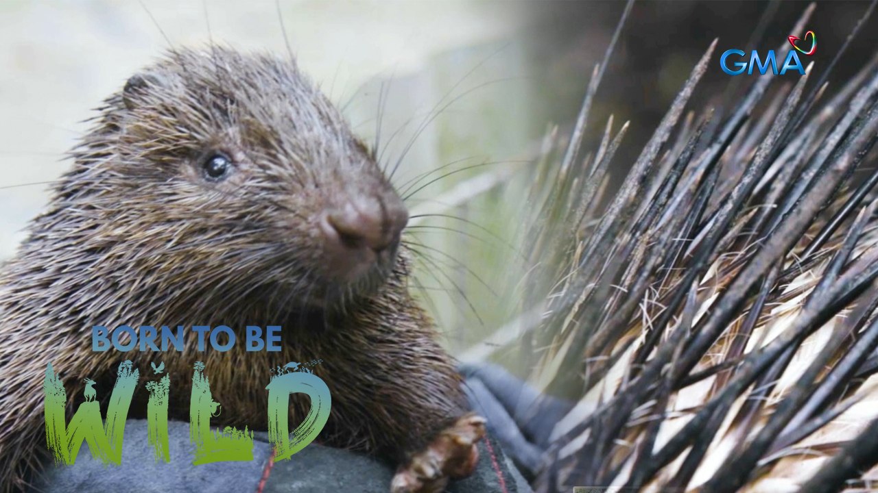 Will this captured Palawan porcupine be released to the wild? | Born to be Wild