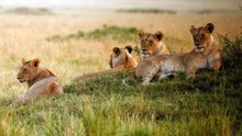 Lions basking in the sun