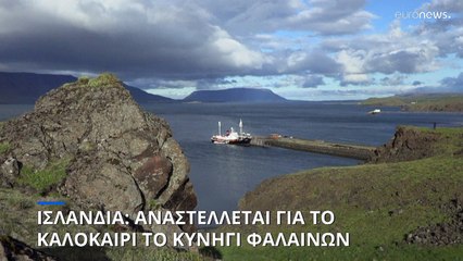 Αναστολή της φαλαινοθηρίας μέχρι το τέλος του καλοκαιριού ανακοίνωσε η Ισλανδία