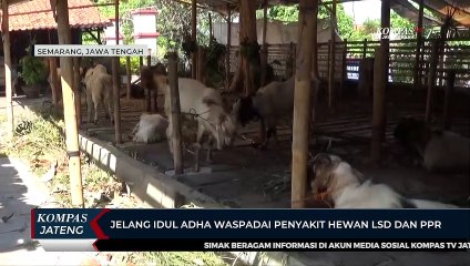 Jelang Idul Adha Waspadai Penyakit Hewan LSD dan PPR