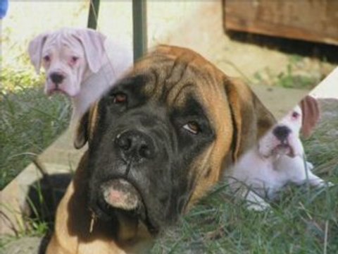 CHIOTS BOXERS AMERICAINS (MOLOSSE BLANC) été 2006