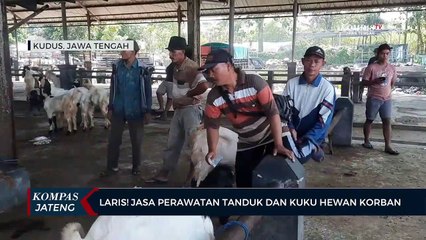 Laris ! Jasa Perawatan Tanduk dan Kuku Hewan Kurban Jelang Idul Adha