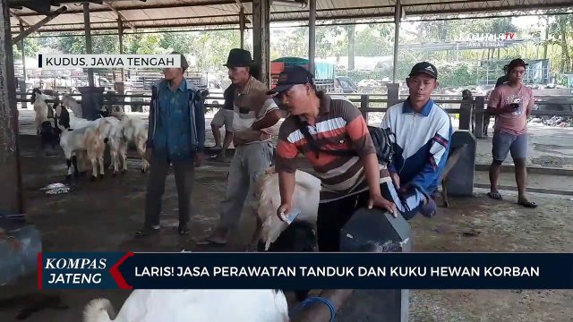 Laris ! Jasa Perawatan Tanduk dan Kuku Hewan Kurban Jelang Idul Adha
