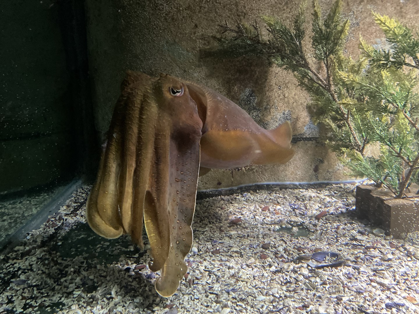 ⁣Merimbula Aquarium