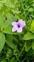 Bunga ungu yang cantik