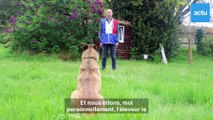 Il représente la Normandie dans les concours canins
