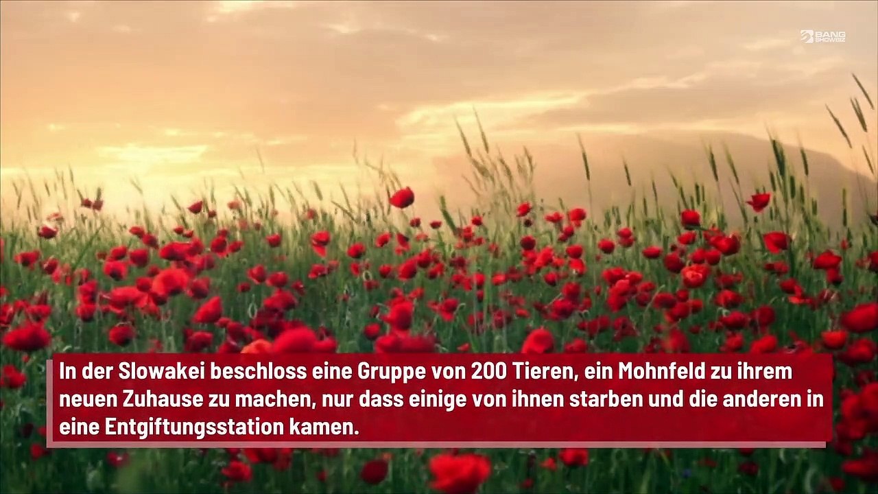 Schwäne im Mohnfeld: Drogensüchtig!