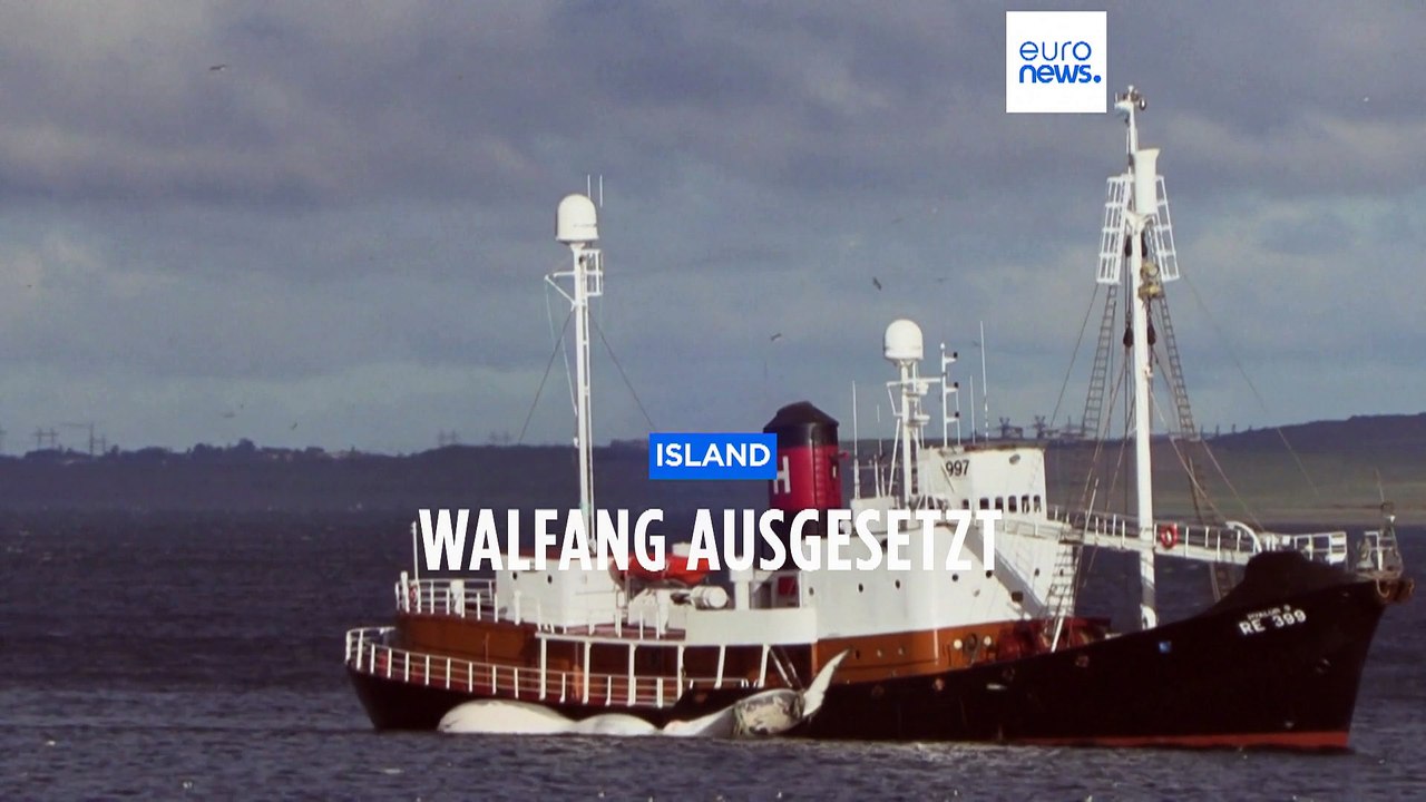 Aus Tierschutzgründen: Island setzt Walfang aus