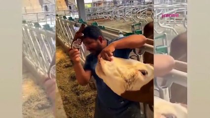 İneğe içki içirdiği öne sürülen çiftlik çalışanı sosyal medyayı ayağa kaldırdı! O çalışana...