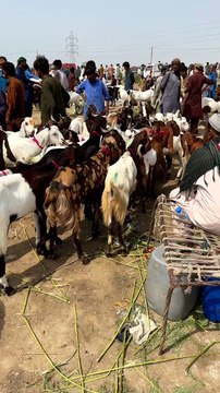 Eid 2023 || Eid ul Adha 2023 || Qurbani ky Janwar || Sarim Burney Trust