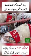 EID UL AZHA 2023 qurbani k lye anokhy janwar  samny aa gy......