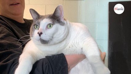 Une association tente de trouver un foyer à un chat sa particularité physique ne passe pas inaperçue