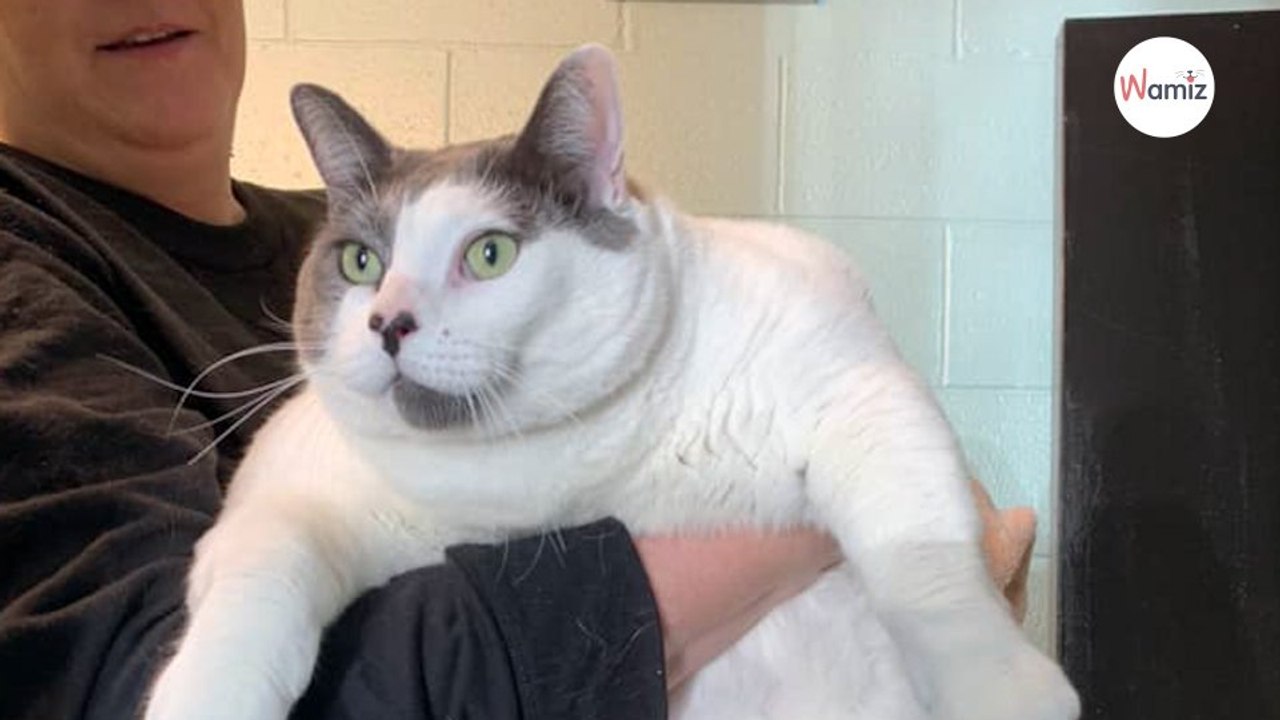 Une association tente de trouver un foyer à un chat sa particularité physique ne passe pas inaperçue