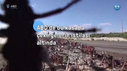 ABD’de bu kasaba çekirgelerin istilası altında