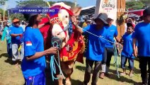 Kontes Hewan Ternak di Banyuwangi, Parade Layaknya Fashion Show