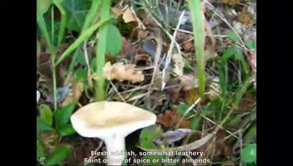 Clitocybe gibba. Champimaginatis. English Text