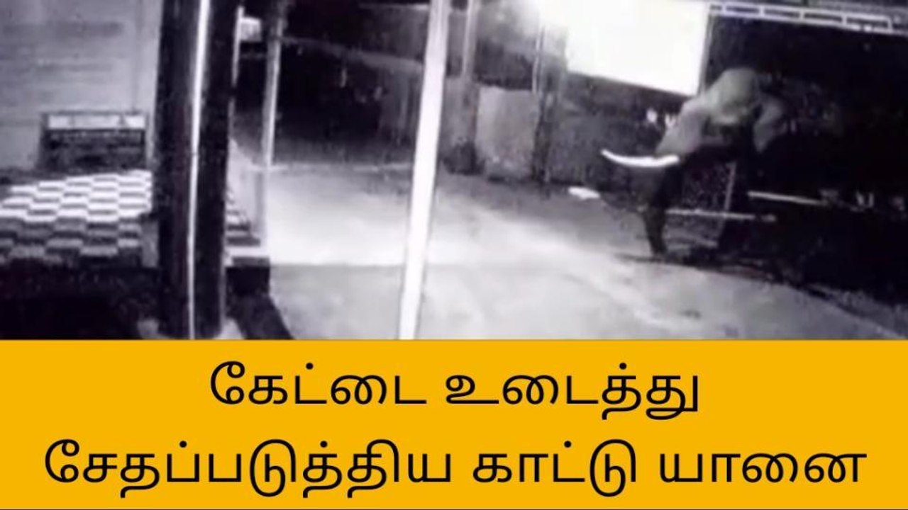 கோவை: கோயிலின் கேட்டை உடைத்த பாகுபலி காட்டு யானை!