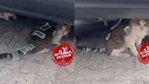 Üsküdar'da sokakta yaşayan bir kediye ağda bandı yapıştırıldığı görüldü
