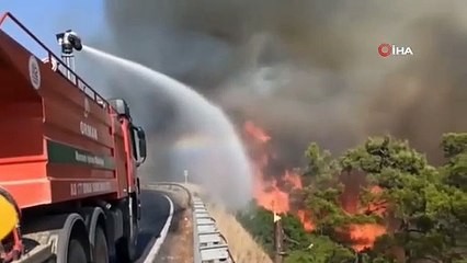 Bördübet yangınında yanan alanlar tekrar yeşeriyor