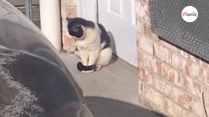 Un intrus s'installe devant une porte d'entrée et refuse de partir  qui saura comprendre son message  (vidéo)