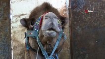 Otomobil fiyatına kurbanlık develer 'yok' satıyor