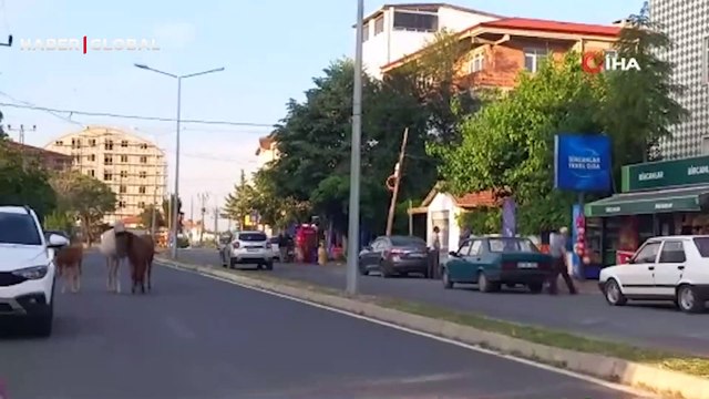 Sürücüler zor anlar yaşadı! Başıboş atlar trafiği tehlikeye sokuyor