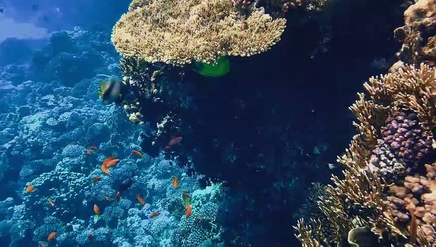 Le surfeur de mes rêves Bande-annonce (EN)