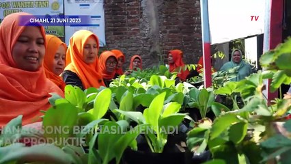 Inspiratif! Lahan Kosong Ditanam Warga Sayuran Pakcoy