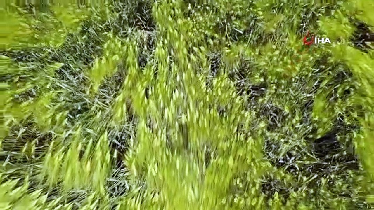 Konya Ovasında Hasat Sezonu Yaklaşırken Çiftçilere Ürün Satış Uyarısı