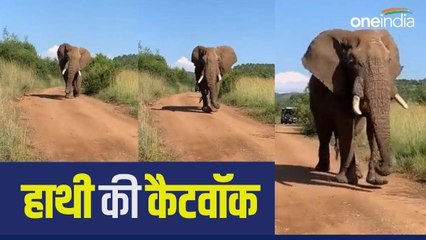 अपनी चाल से हाथी ने मॉडल को भी किया फेल! जंगल में मदमस्त होकर चलने लगा, Video Viral