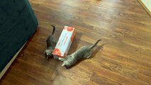 Two Kittens Play With Empty Cardboard Box