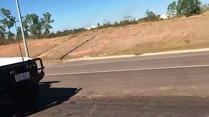 On ne croise pas ça tout les jours : crocodile géant sur la route