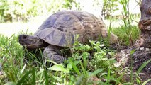 Konyaaltı Belediyesi, Site Bahçesine Giren Kaplumbağayı Doğal Yaşam Alanına Bıraktı