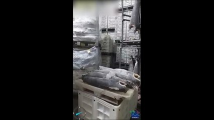 Brezilya dünyanın en büyük yasadışı köpekbalığı sevkiyatına el koydu