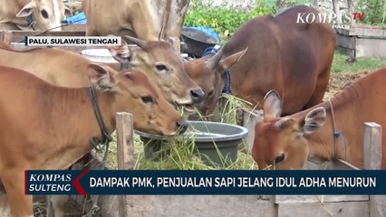 Download Video: Dampak PMK, Penjualan Sapi Jelang Idul Adha Menurun